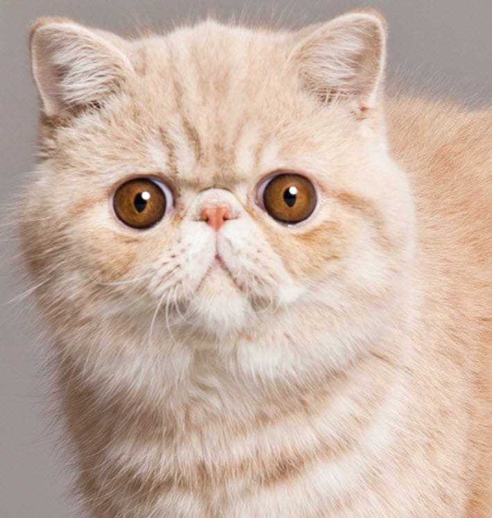 Exotic Shorthair Cat Breed Info