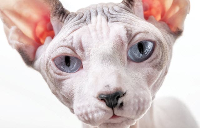 Sphynx Cat Breed Info