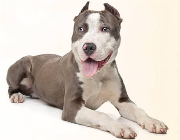 American Pitbull Terrier Dog Breed Info