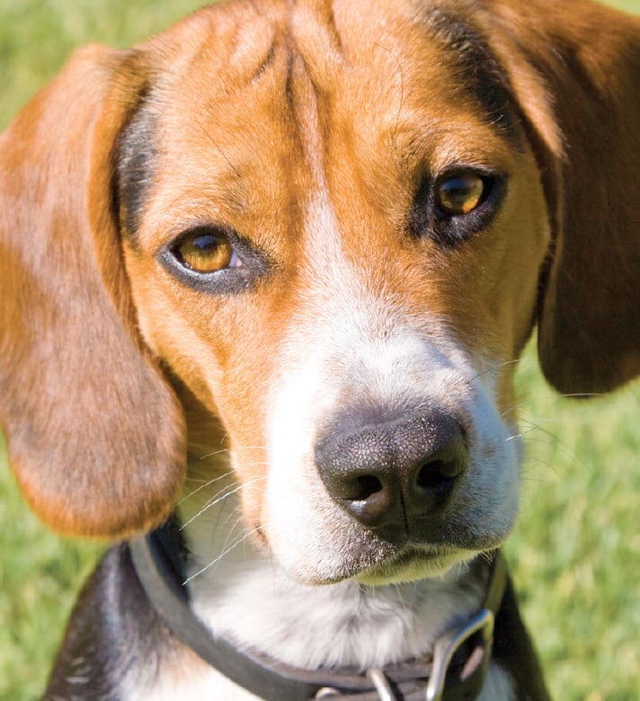 Beagle Dog Breed Info