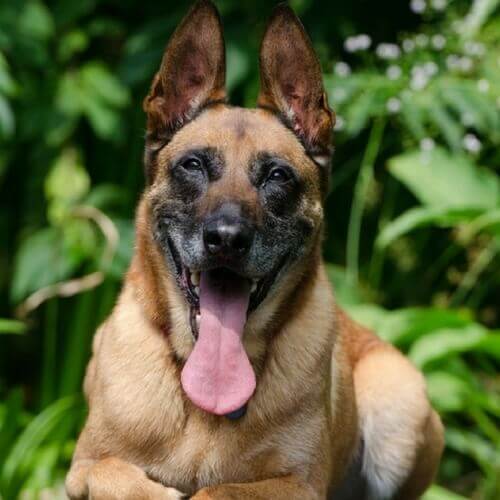 belgian-malinois-dog-breed-info