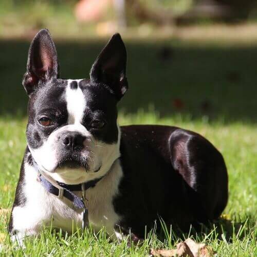 boston-terrier-dog-breed-info