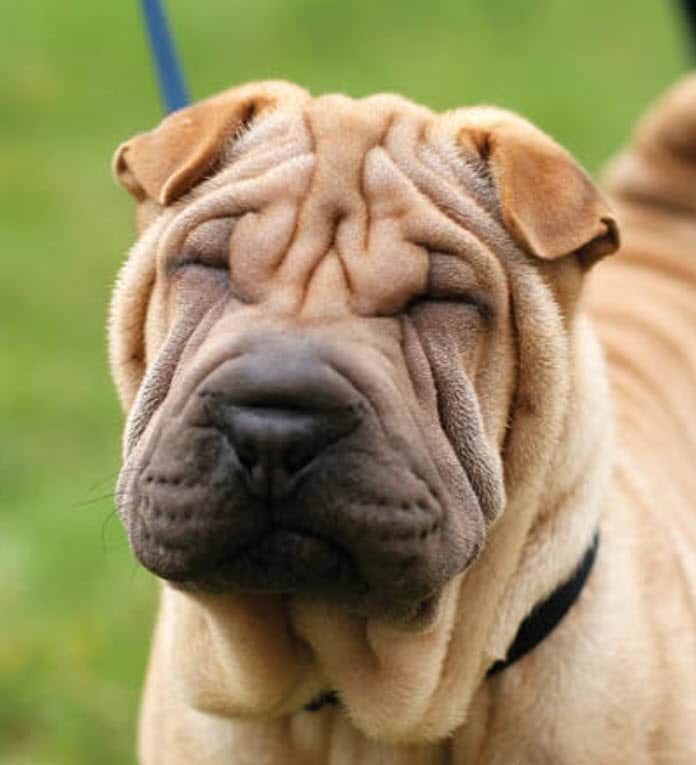 chinese-shar-pei-1