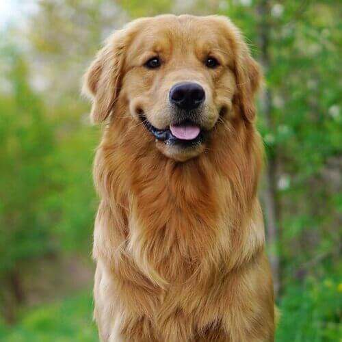 golden-retriever-dog-breed-info